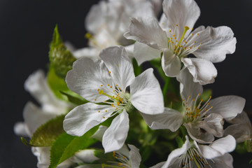 Close up photo of cherry branch with blossom flowers