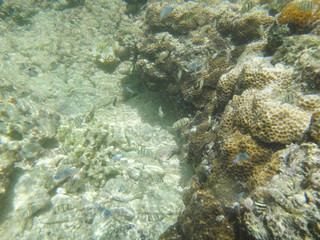 Fototapeta na wymiar シンリ浜の透明な水の中の魚 clear water, fish of Kume island