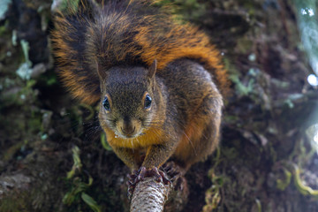 Baumhörnchen © Heiko Köhrer-Wagner
