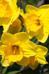 yellow narcissus in the garden