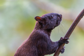 Baumörnchen © Heiko Köhrer-Wagner