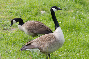 Kanadagans