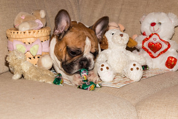 french bulldog  plays with soft toys and sweets on the couch
