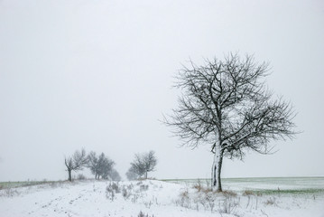 Snowy road in the countryside in the middle of a field with trees