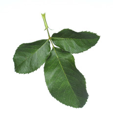 Green rose leaves isolated on white background