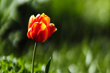 Obraz premium bright tulip on a background of greenery