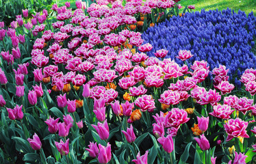 field of pink tulips