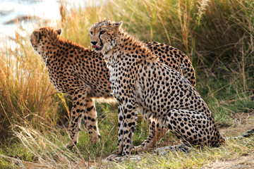 Cheetah drenched while jumping in the Mara river, Masai Mara