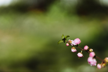 ladybug on a flower