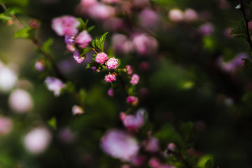 bee on pink flower