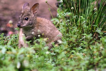 kangaroo in the grass