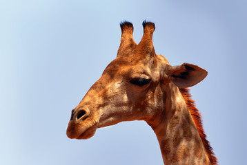 Naklejka premium Wild african life. A large common South African giraffe on the summer blue sky.