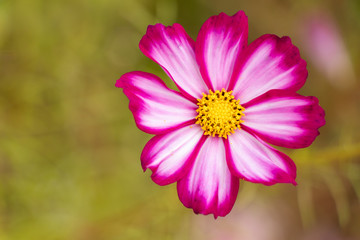 Beautiful pink and white color cosmos flower background