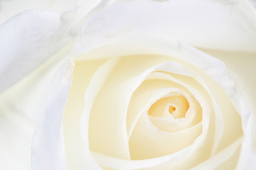 Naklejka premium Beautiful white rose close up