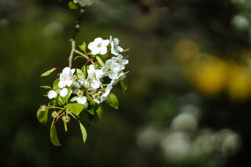 bright flowering tree