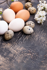 Chicken and quail eggs with blooming branch