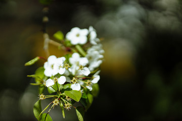 bright flowering tree