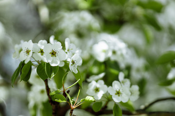 Fototapeta premium bright flowering tree