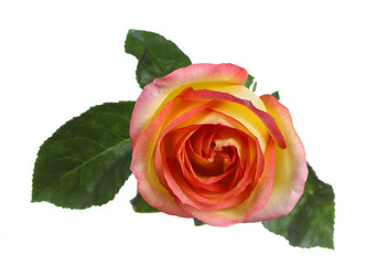 Orange rose isolated on the white background.