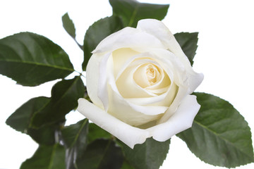 single white rose, isolated on white background
