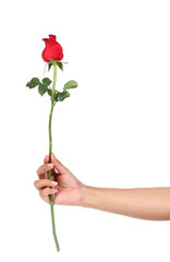single red rose, isolated on white background