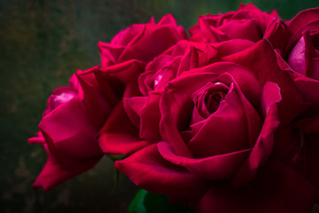 Buds of red roses on a dark green background