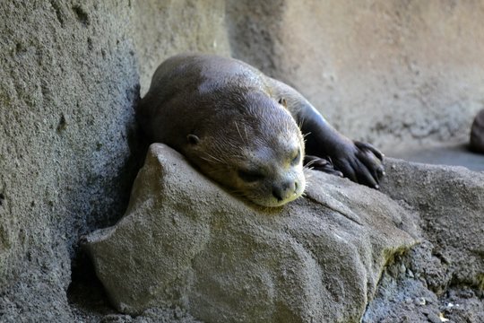 Otter Sleeping On Rock