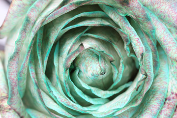 Beautiful  rose close up