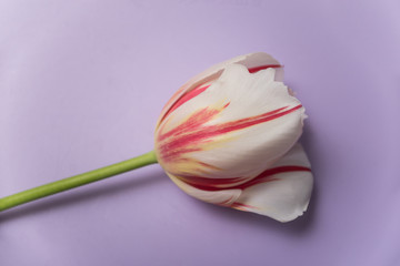 Closeup of red and white tulip isolated on purple background