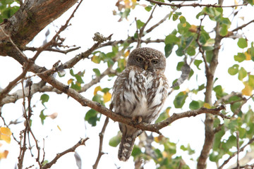 Perched on a high branch, an African barred owlet observes the photographer (South Africa)