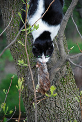 A black and white cat with green eyes on a tree holds a dead mouse. Merciless hunter.
