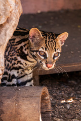 Ozelot Wildkatze