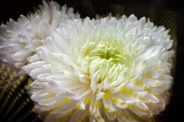 white chrysanthemum flower