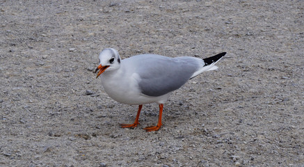 A seagull moving on the ground