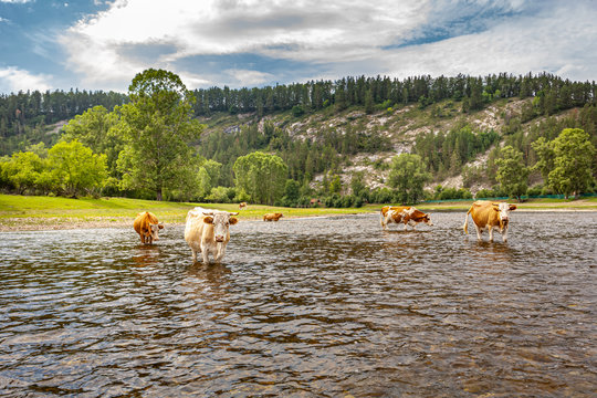 red cows at a watering place in the river in nature