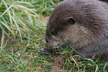 asian otter