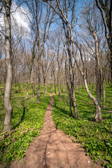 Young leaves of Ramsons in a forest