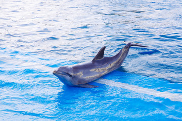 Dolphins performing a show in swimming pool.