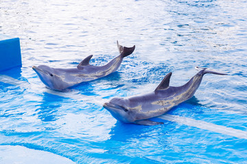 Dolphins performing a show in swimming pool.