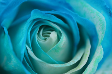 Obraz na płótnie Canvas Beautiful rose close up