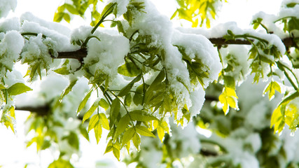 Cataclysms of nature. Global warming. Green leaves on trees covered with snow falling in the middle of spring