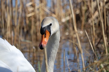 Weiblicher Höckerschwan versteckt sich im Schilf