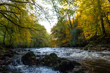 Naklejka na ściany i meble The River Dart In Autumn