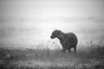 Hyena in heavy rain, Masai Mara