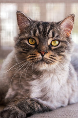 Hauskatze