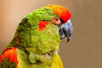 Ara militaire en gros plan de face	