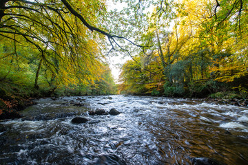 The River Dart In Autumn