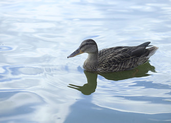 Portrait of duck on water
