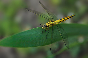 dragonfly sitting on plant