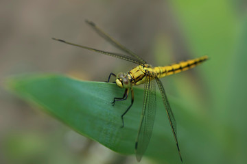 dragonfly sitting on plant